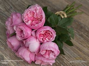 ROSE D. AUSTIN CAREY 50